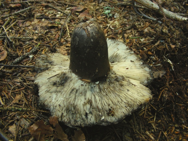 Qualche russula